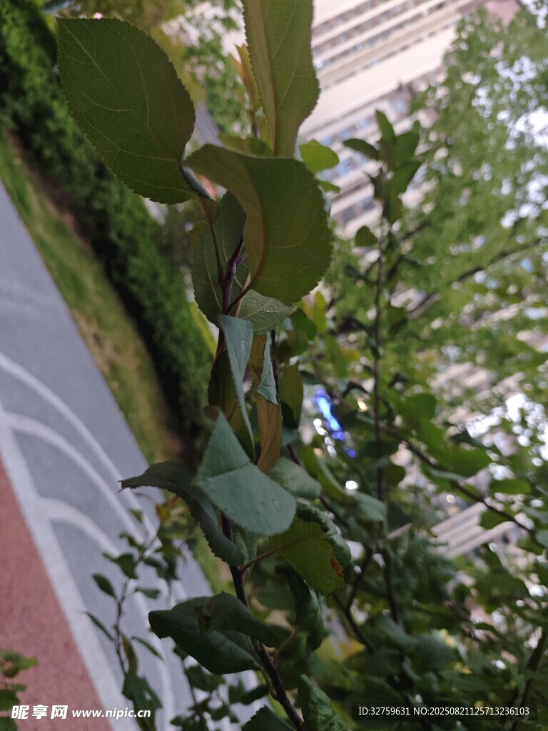 城市中繁茂的绿植景观