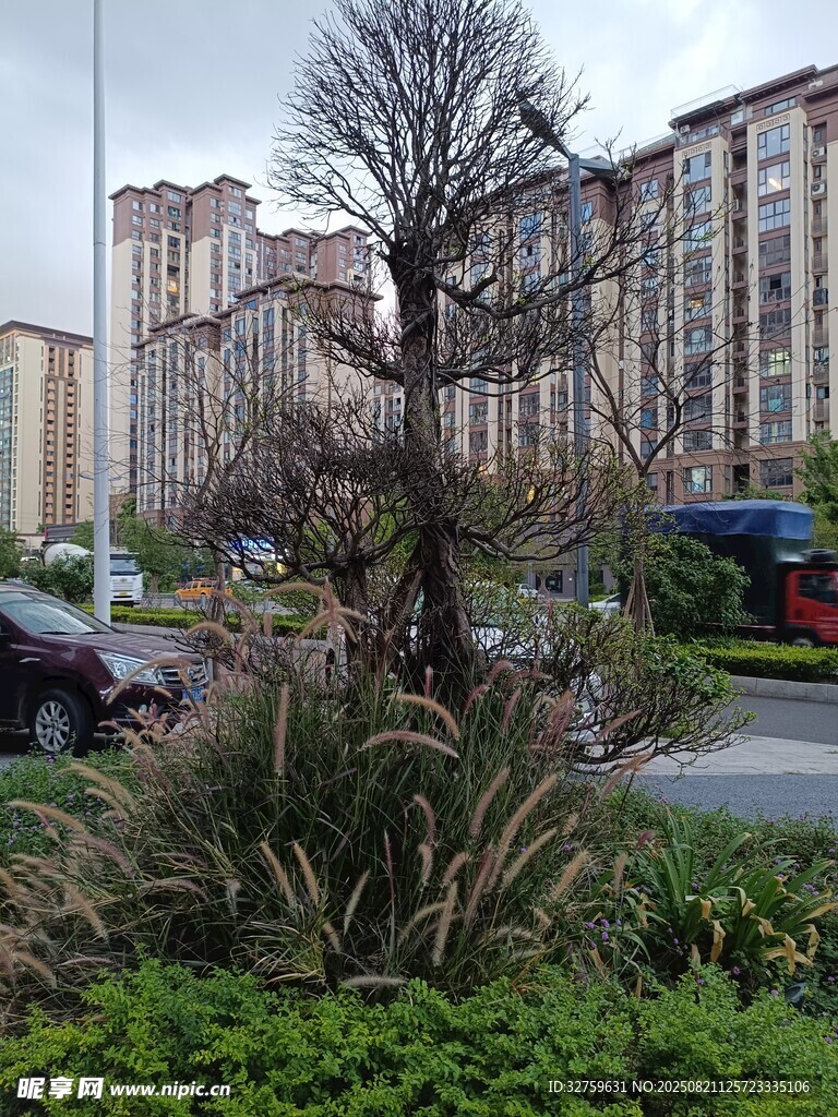 小区内的树木与绿植景观
