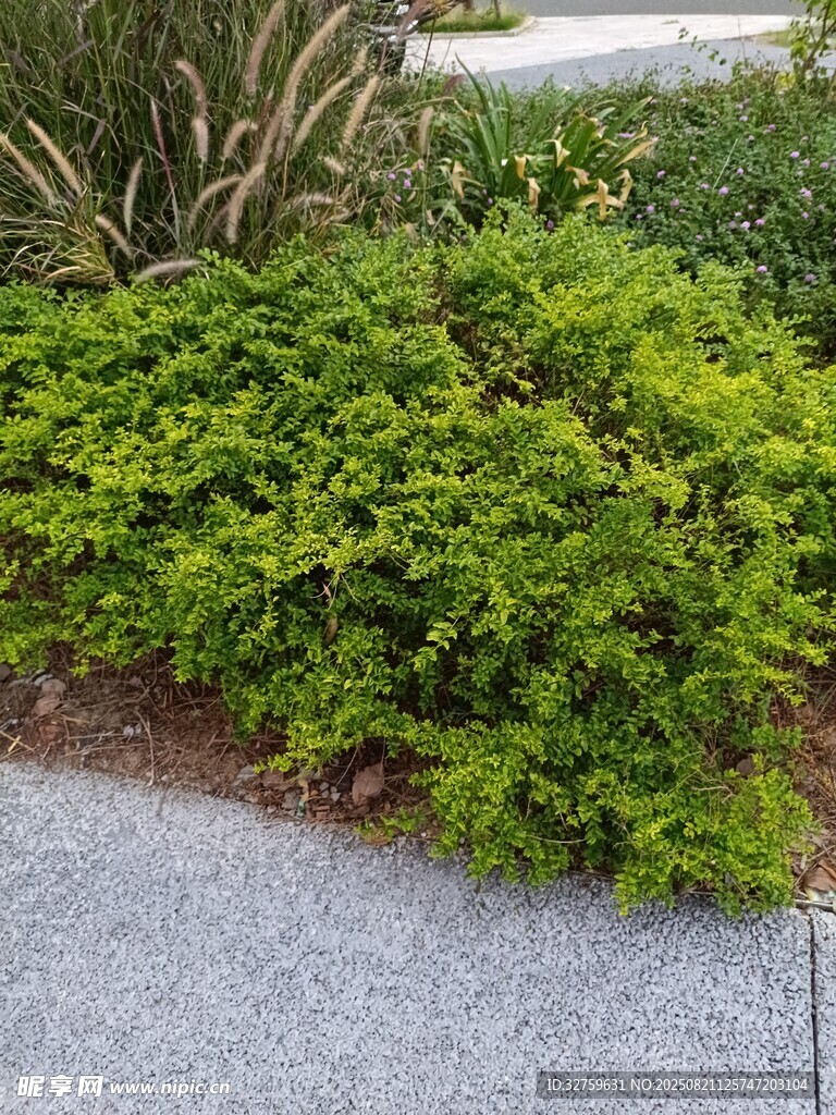 地面旁的翠绿低矮灌木丛