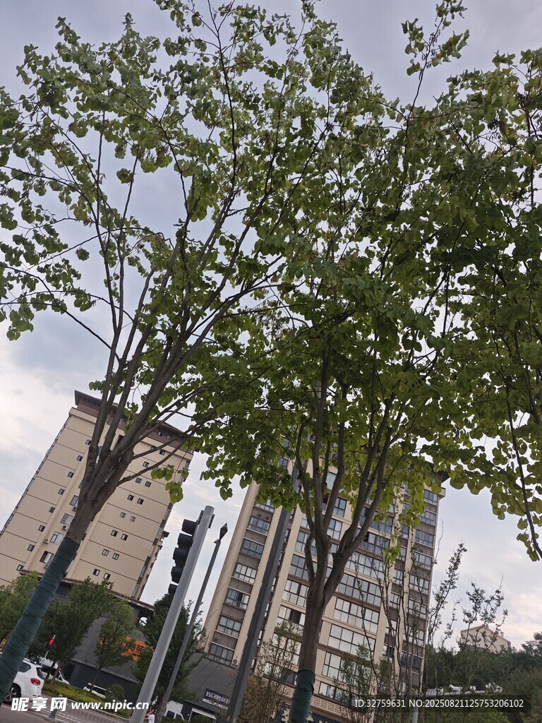 城市中葱郁树木与高楼