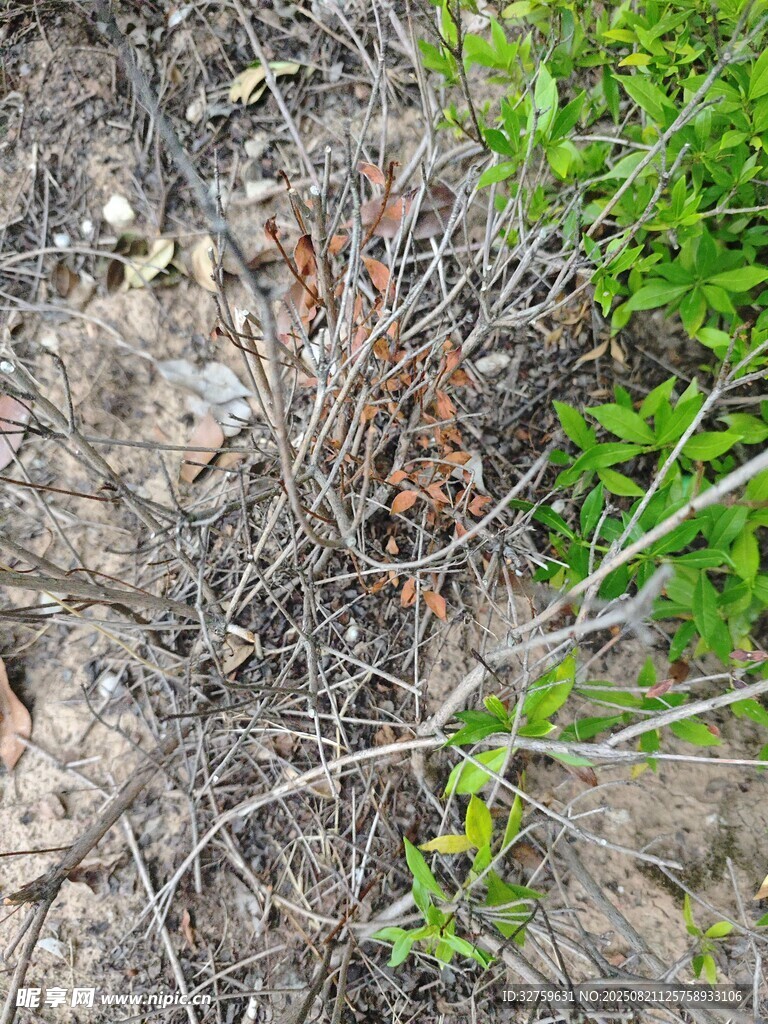 地面上的枯枝与嫩绿植物