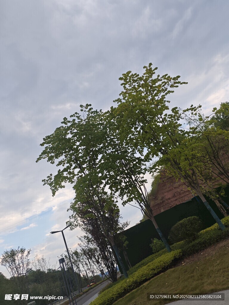 户外绿树成荫的景致