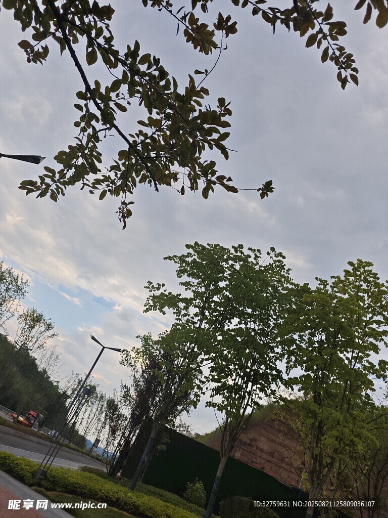 户外绿树与天空景致