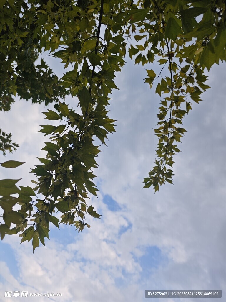 仰视枝叶间的蓝天白云