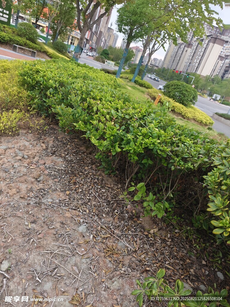 城市绿化带景观一角