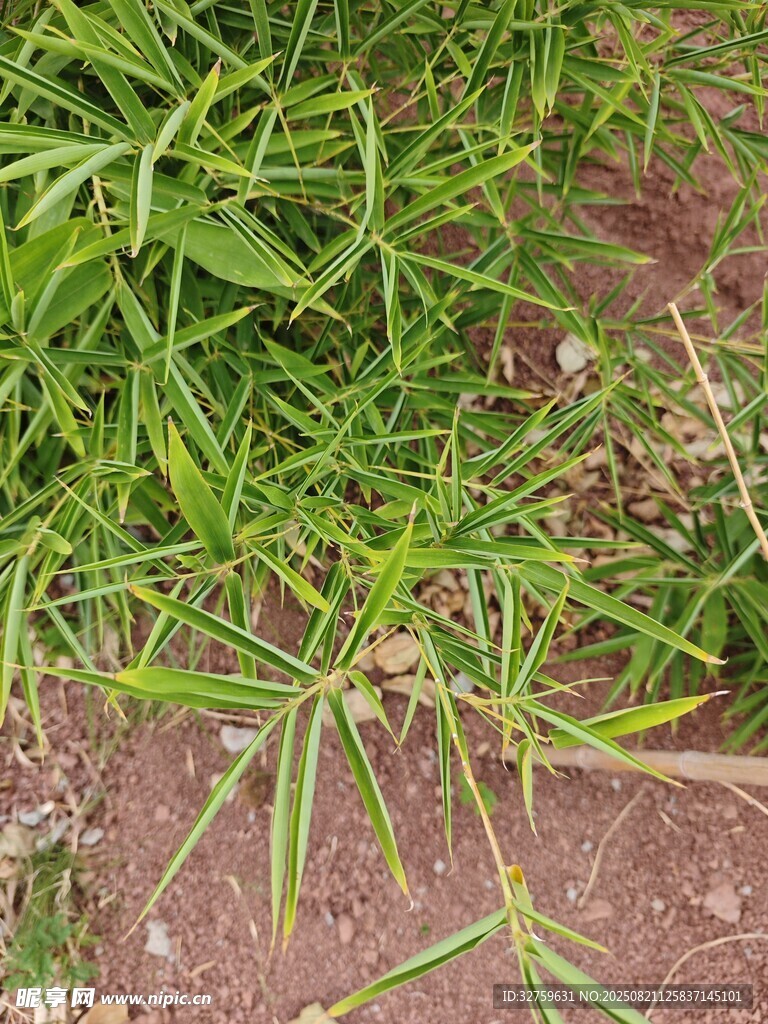 地面生长的嫩绿野草