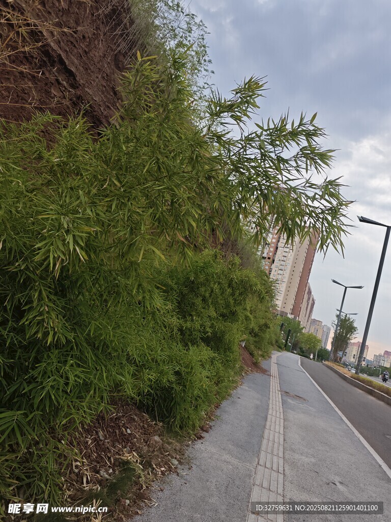 路边绿植与湿润小道