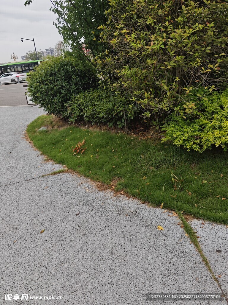 路边绿植与水泥小径