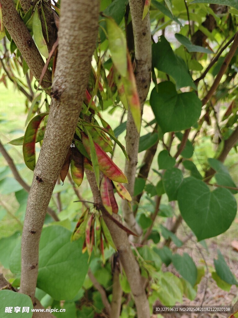 树枝上的多彩叶片