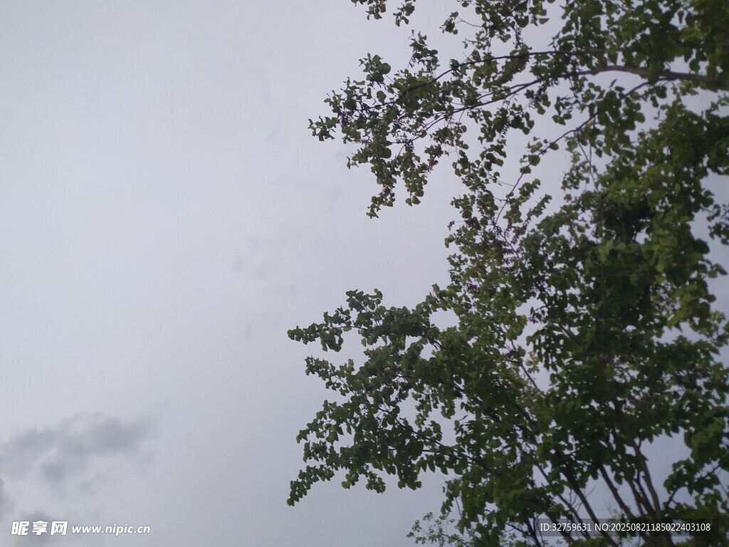 雾中树梢景象
