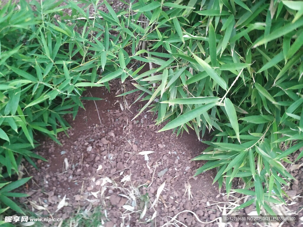 嫩绿植物下的褐色土壤