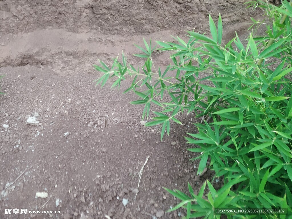 泥土旁的绿色植物