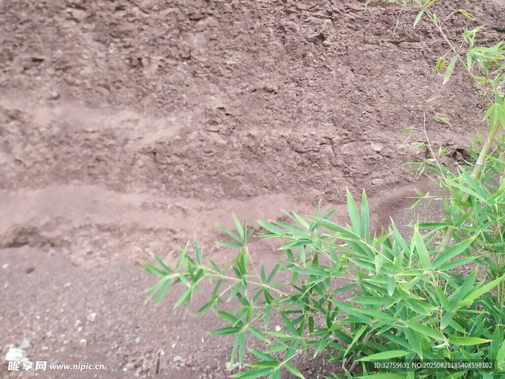 泥土旁的绿色植物