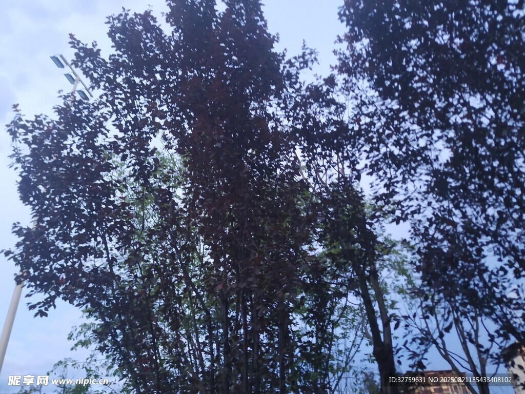高耸入云的树木景观