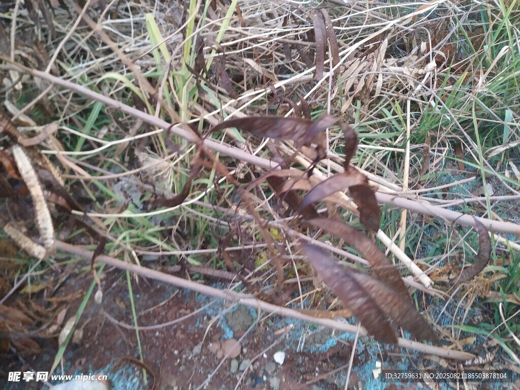 草丛中的神秘棕色物体