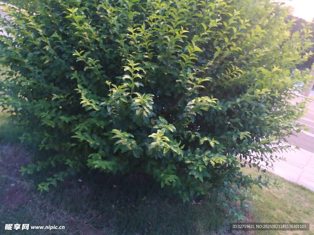 茂盛绿植生机盎然