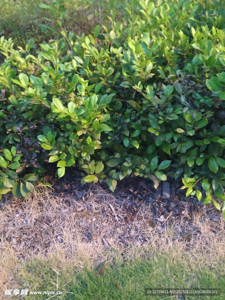 绿植与草地的自然景致