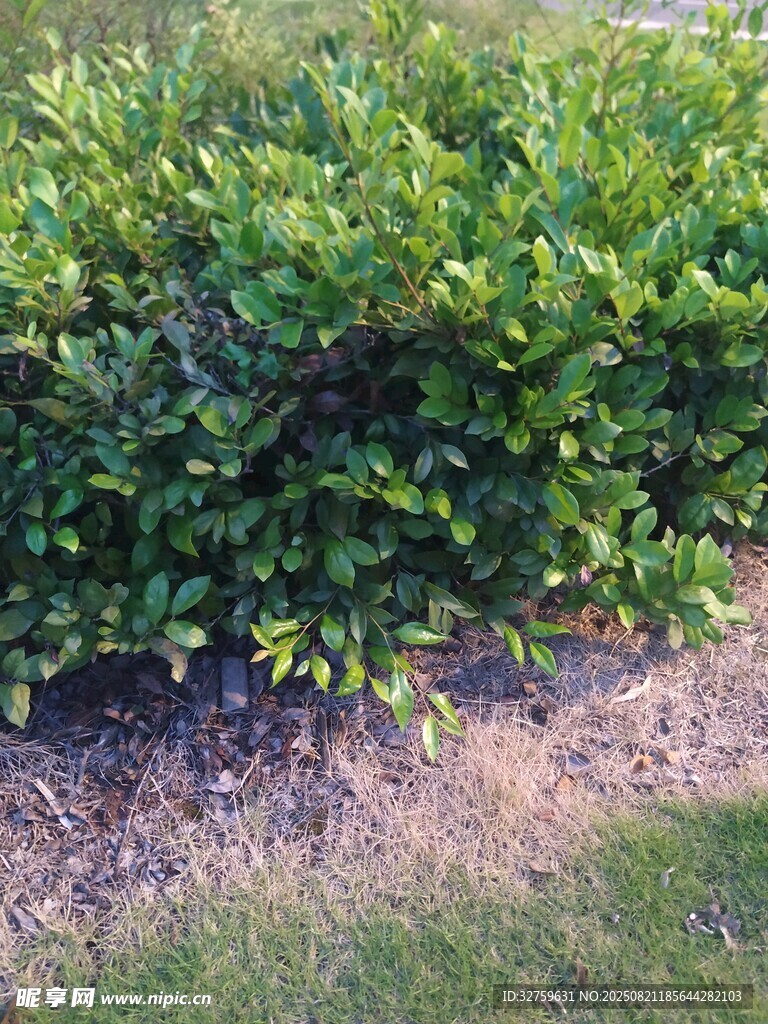 绿叶繁茂的低矮灌木丛