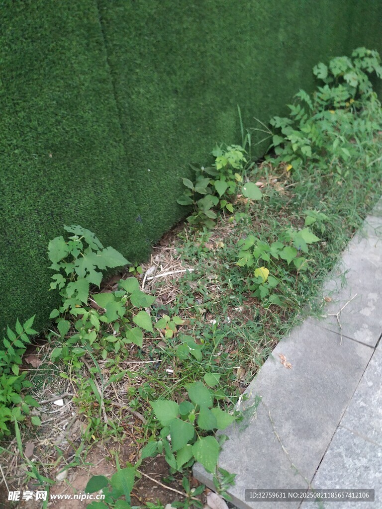 墙边绿植 