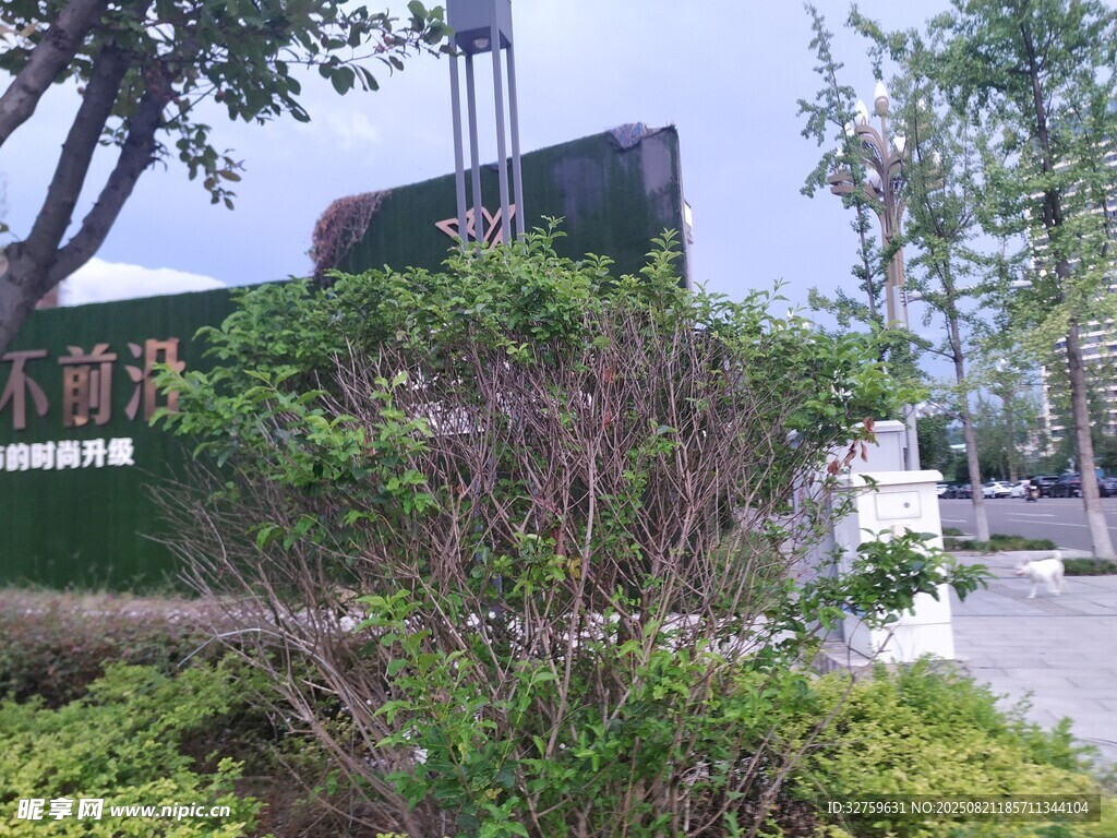 校园入口绿植景观
