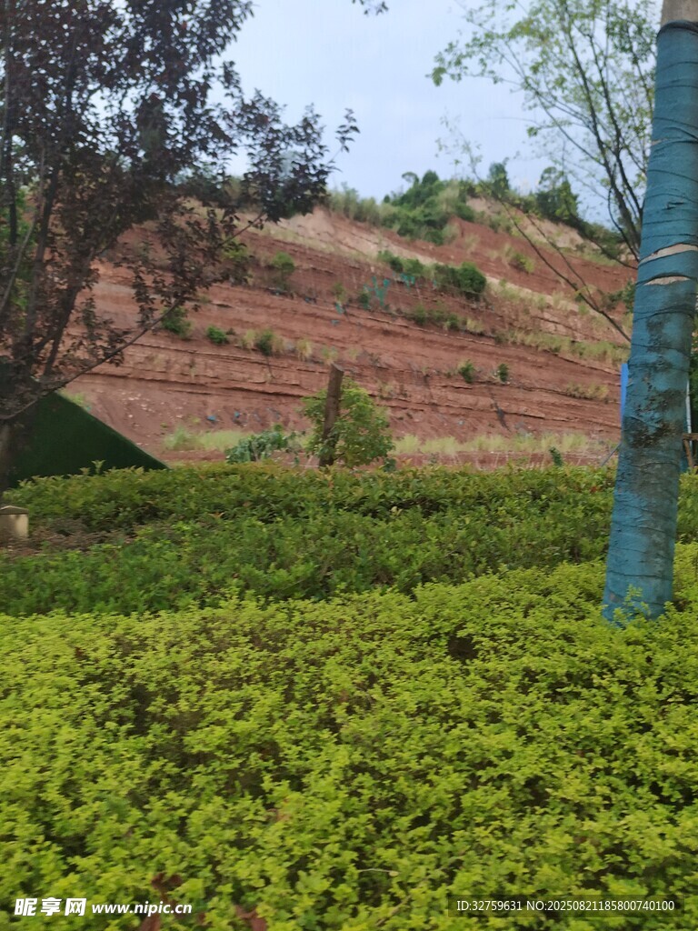 山坡绿植景观