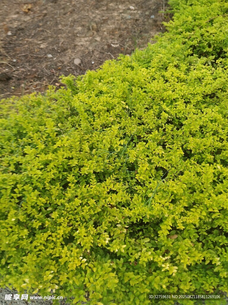 翠绿繁茂的地面绿植景观