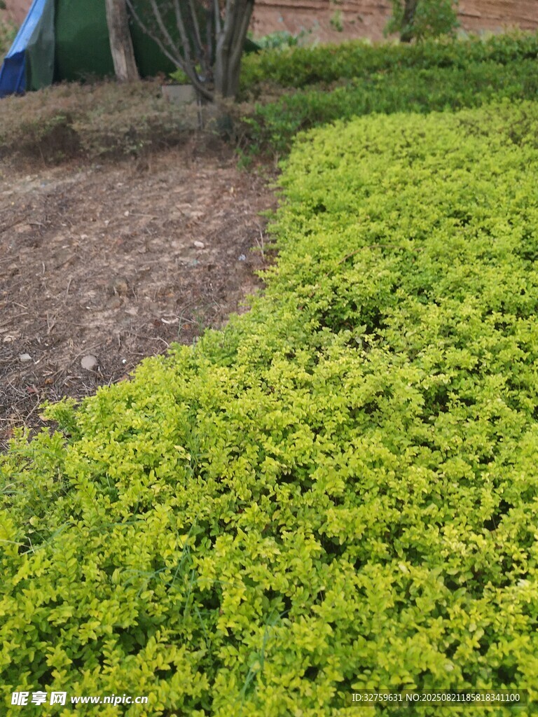 翠绿繁茂的低矮灌木丛