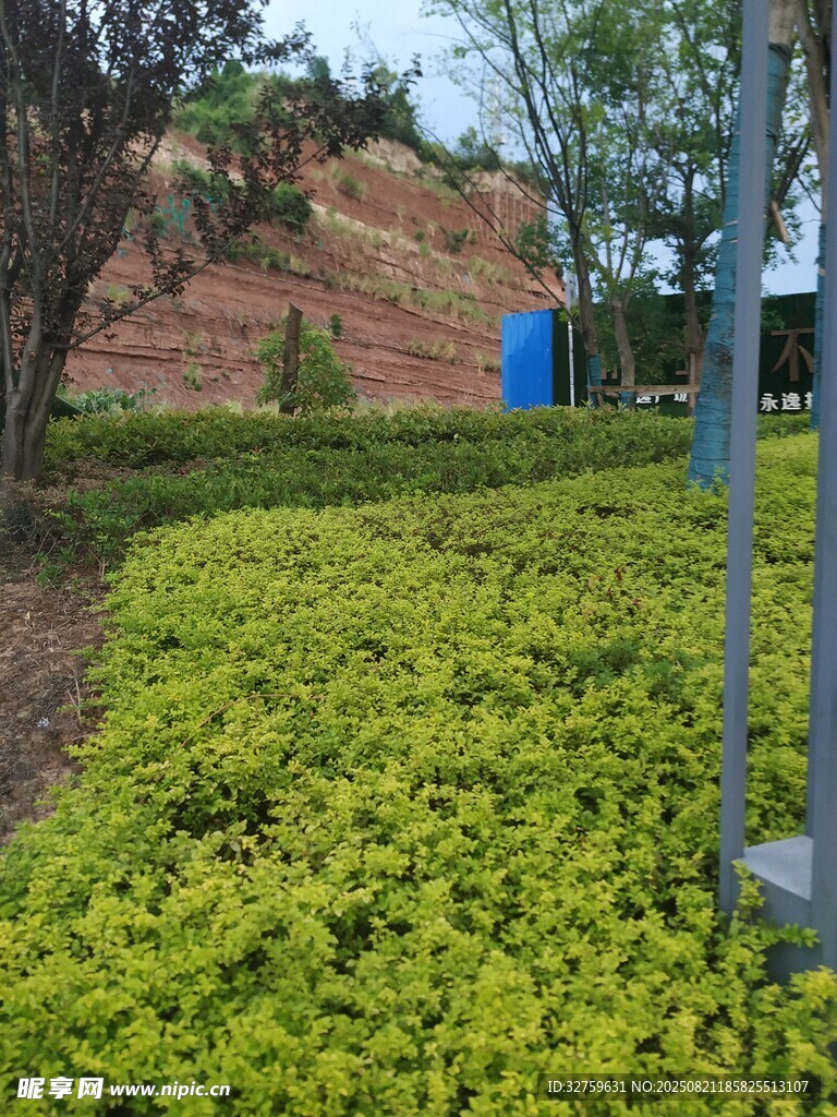 绿意盎然的园林景观