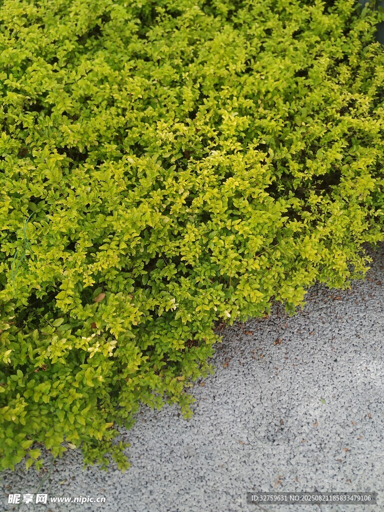路边嫩绿繁茂的丛生植物