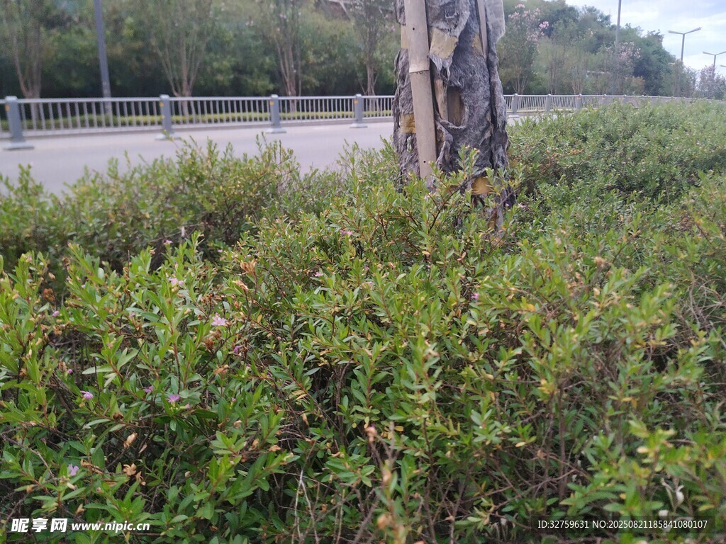 路边茂盛绿植与枯树