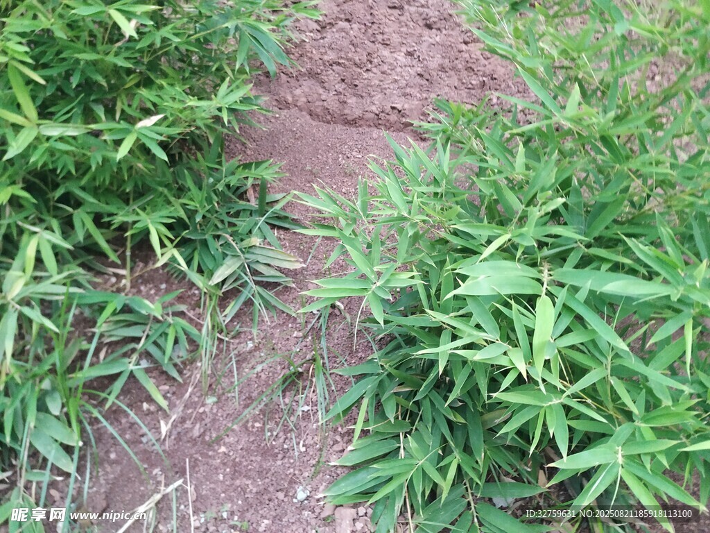 田间嫩绿杂草