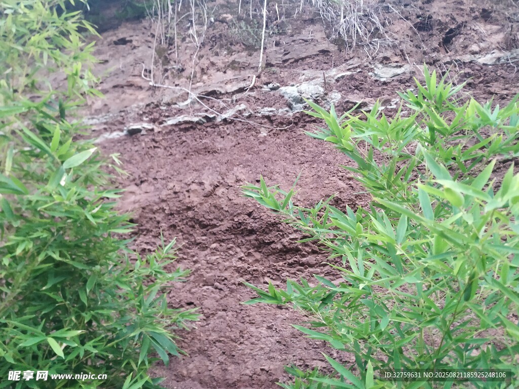 户外泥土小径与绿植