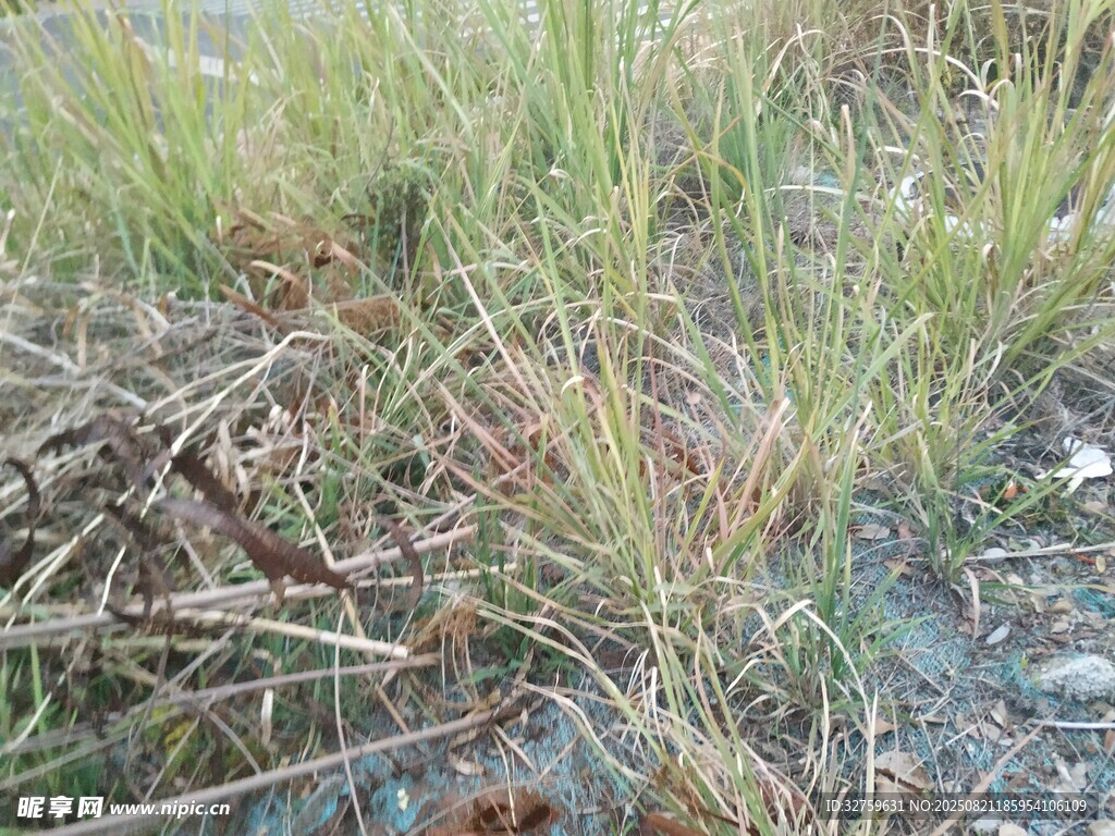 野外枯黄杂草景象