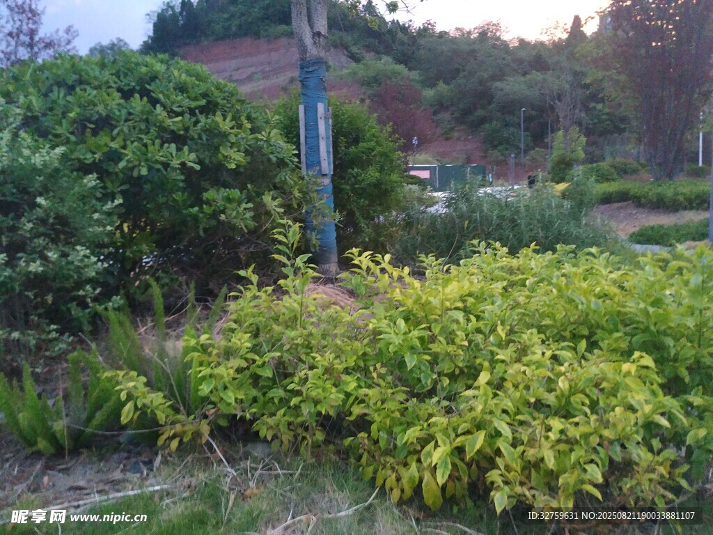 山间绿植景观
