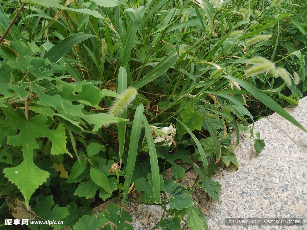 路边繁茂的绿色植物