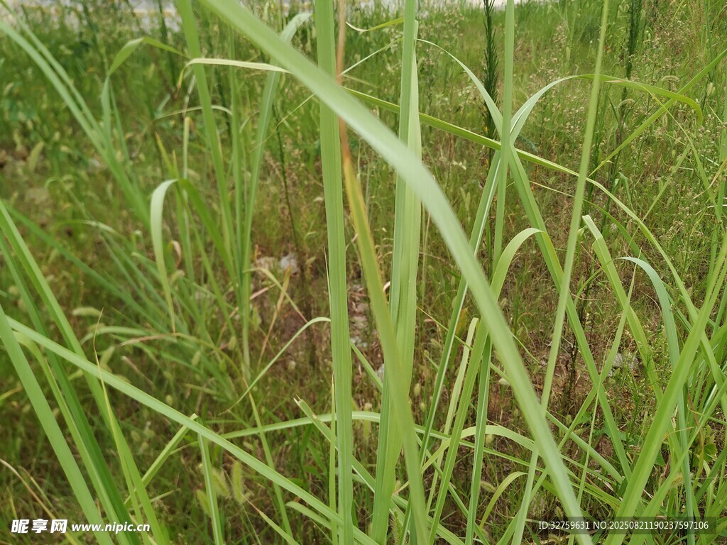 野外茂盛的绿色长叶植物