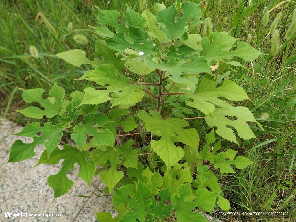 绿叶繁茂的植物