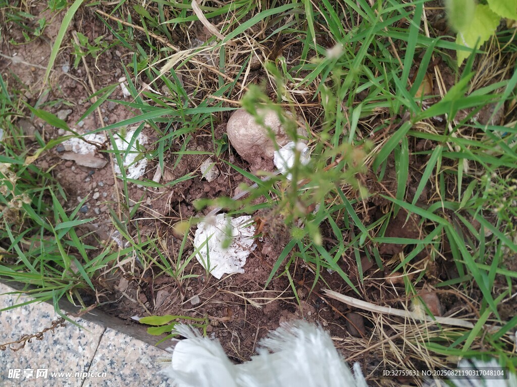 草地上的垃圾