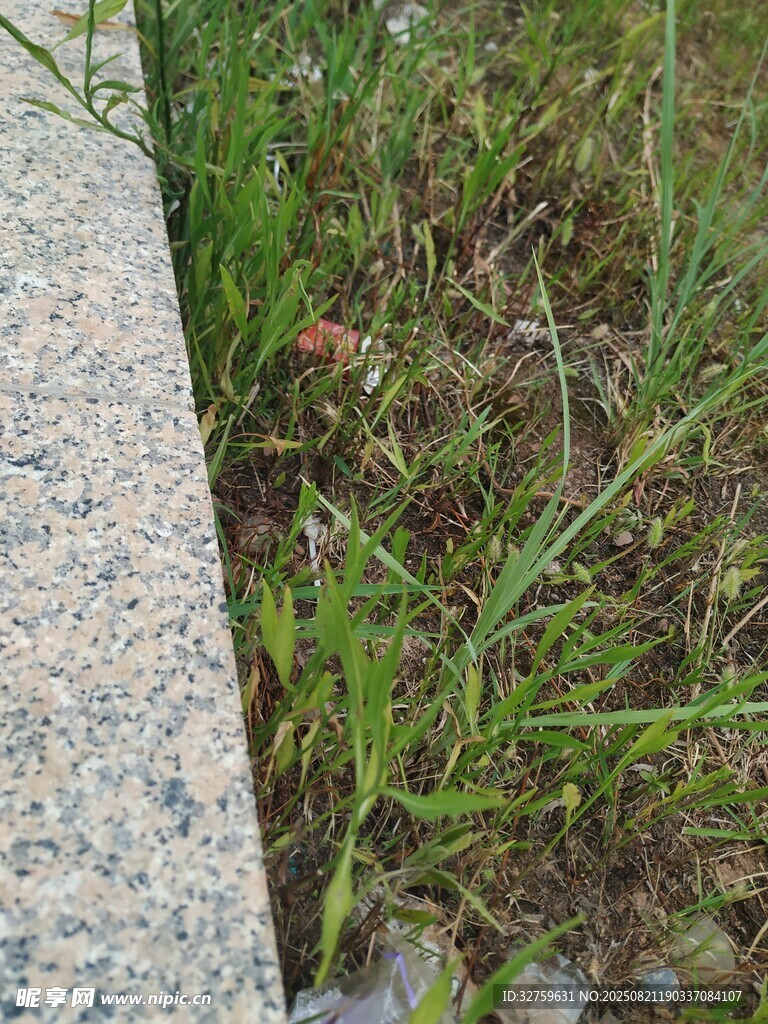 路边草地景象