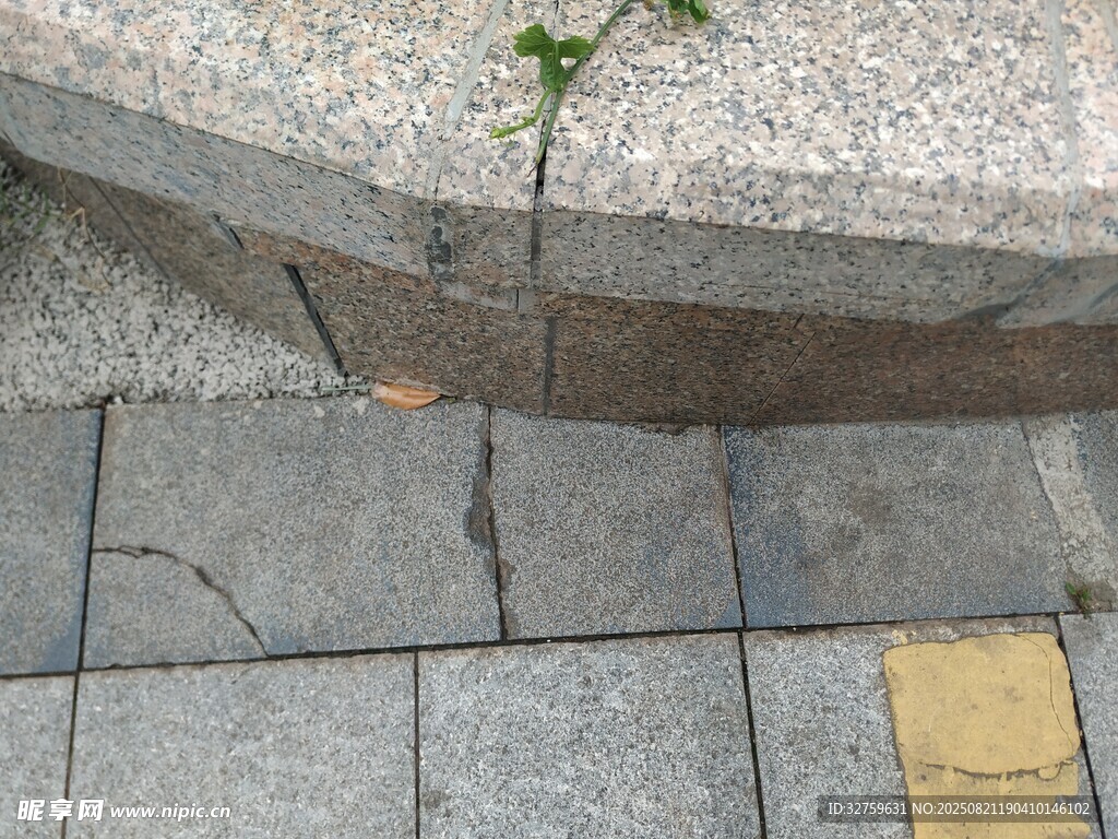 石缝中顽强生长的小绿植
