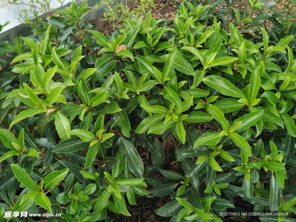 翠绿繁茂的绿植景观