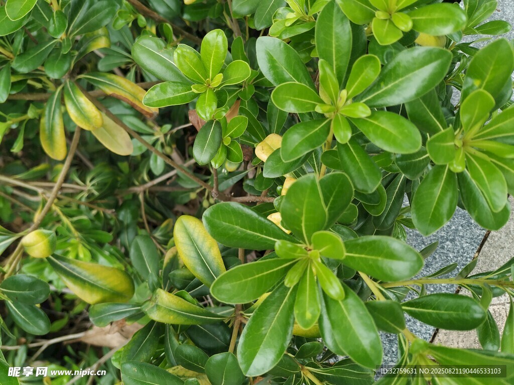 翠绿丛生的多肉植物