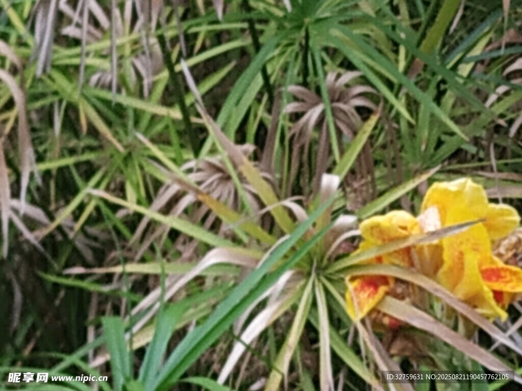 绿叶丛中绽放的艳丽黄花