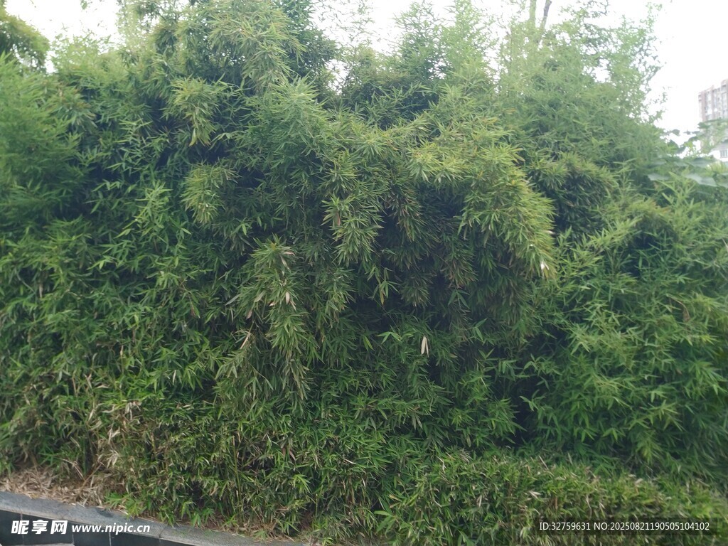 路边繁茂的绿色植物