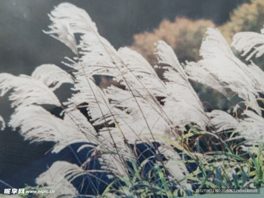 风中摇曳的白色芦苇
