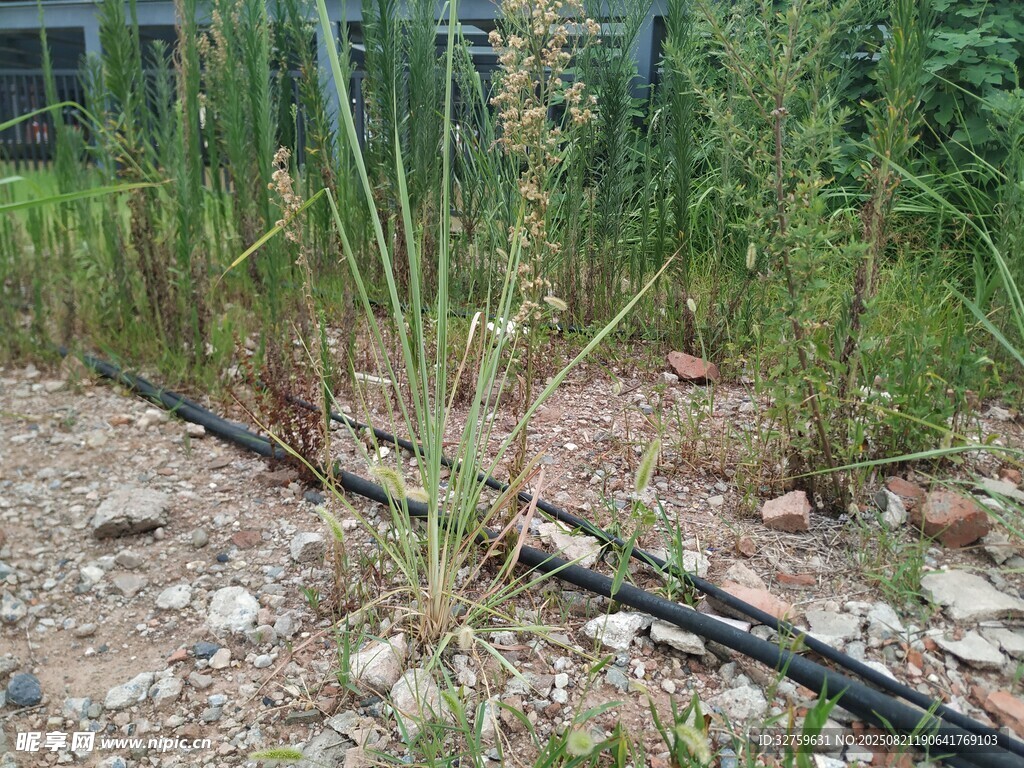 户外杂草丛生的地面场景