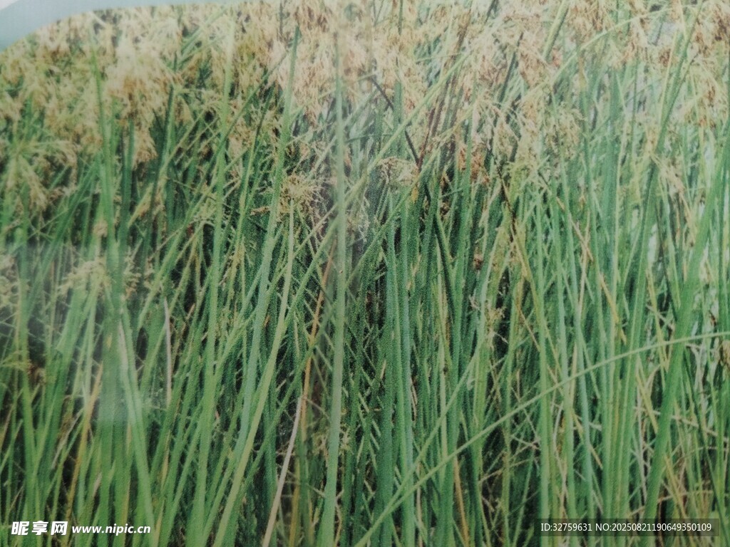 茂盛芦苇丛