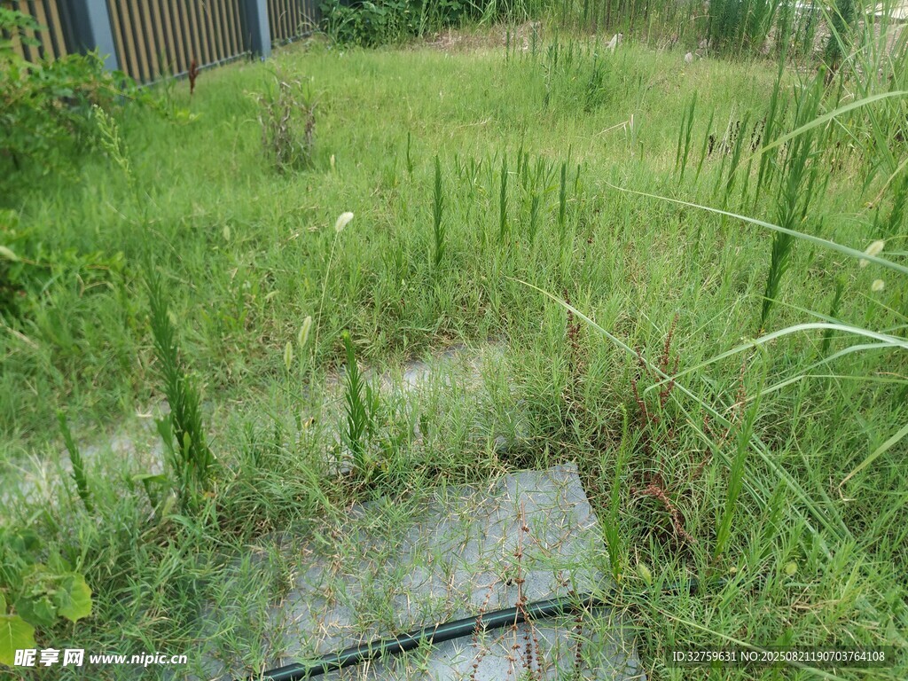 杂草丛生的户外荒废区域