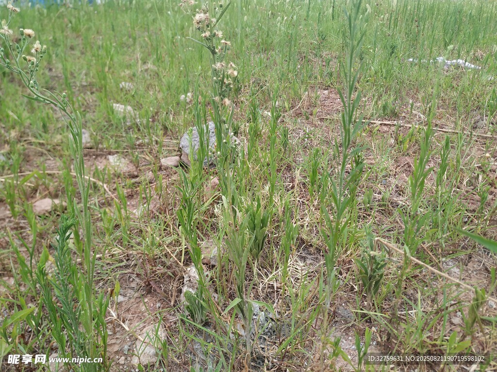 田野中的嫩绿植物