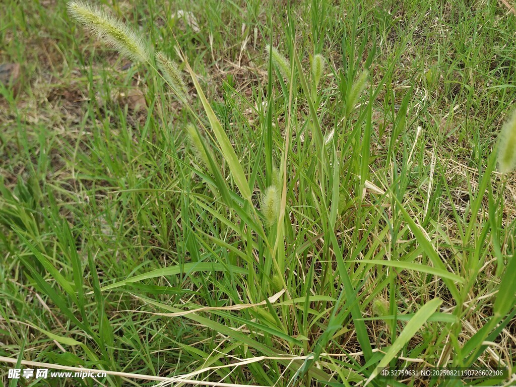 翠绿草地中的蓬勃野草